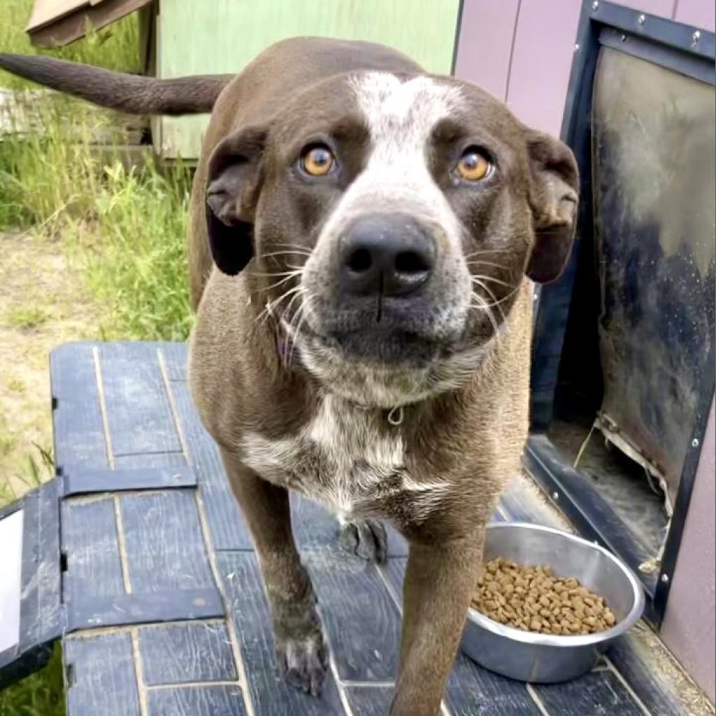 LILY, an adoptable Cattle Dog, American Staffordshire Terrier in Point Richmond, CA, 94801 | Photo Image 4