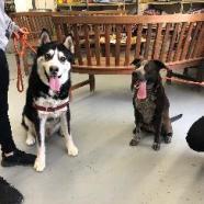 LILY, an adoptable Cattle Dog, American Staffordshire Terrier in Point Richmond, CA, 94801 | Photo Image 5