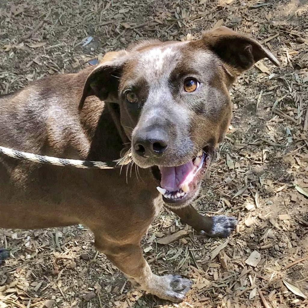 LILY, an adoptable Cattle Dog, American Staffordshire Terrier in Point Richmond, CA, 94801 | Photo Image 5