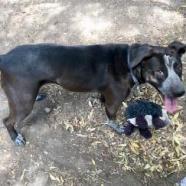 LILY, an adoptable Cattle Dog, American Staffordshire Terrier in Point Richmond, CA, 94801 | Photo Image 6