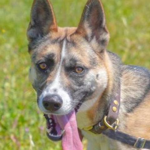 JUPITER, an adoptable Shepherd, Cattle Dog in Point Richmond, CA, 94801 | Photo Image 1