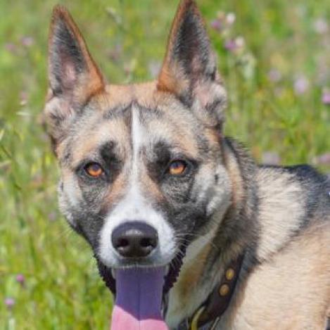 JUPITER, an adoptable Shepherd, Cattle Dog in Point Richmond, CA, 94801 | Photo Image 2