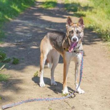 JUPITER, an adoptable Shepherd, Cattle Dog in Point Richmond, CA, 94801 | Photo Image 2