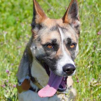 JUPITER, an adoptable Shepherd, Cattle Dog in Point Richmond, CA, 94801 | Photo Image 3