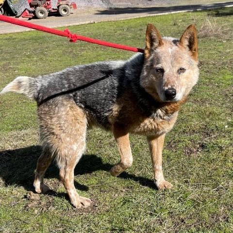 PEANUT, an adoptable Australian Cattle Dog / Blue Heeler in Point Richmond, CA, 94801 | Photo Image 1