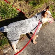 PEANUT, an adoptable Australian Cattle Dog / Blue Heeler in Point Richmond, CA, 94801 | Photo Image 2