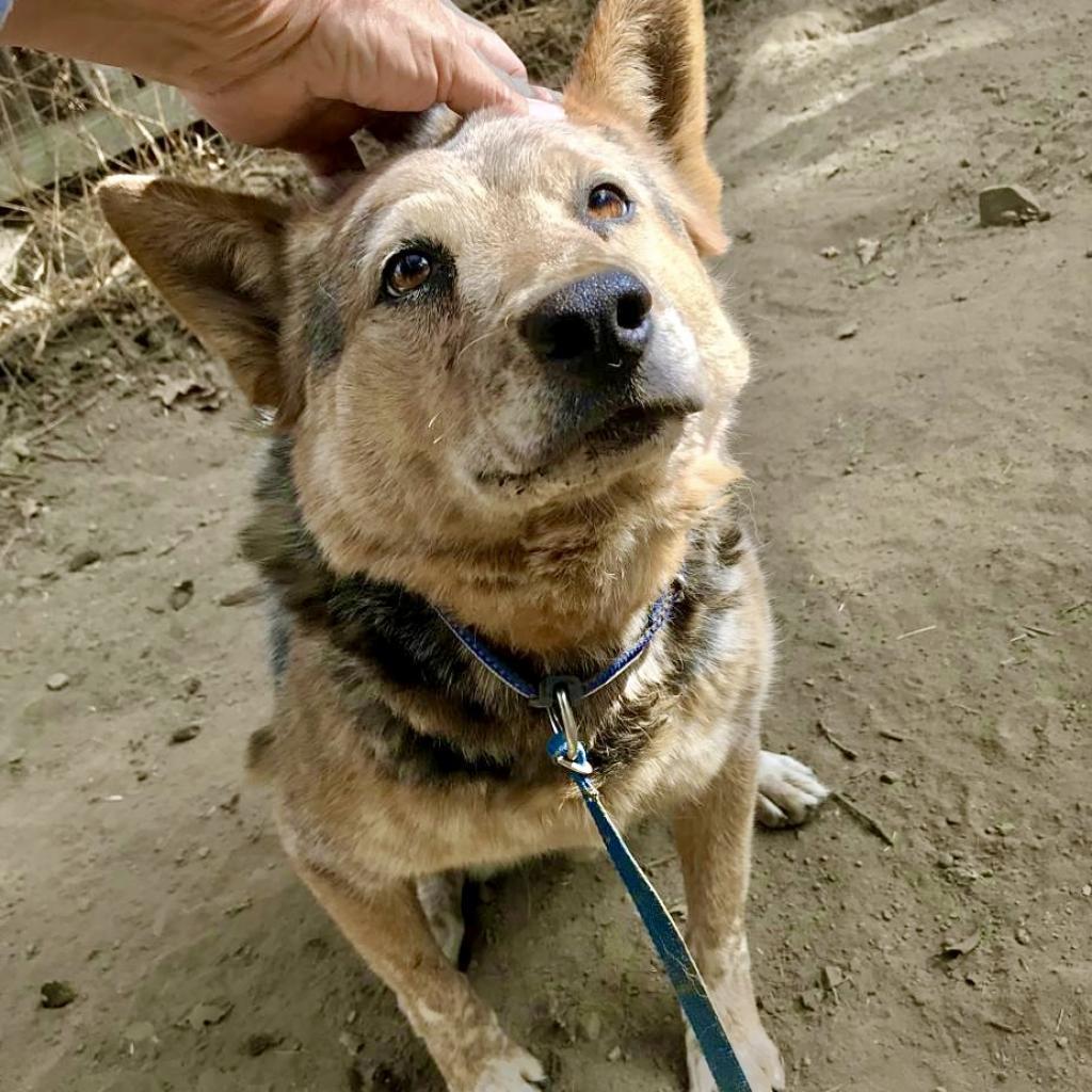 PEANUT, an adoptable Australian Cattle Dog / Blue Heeler in Point Richmond, CA, 94801 | Photo Image 2