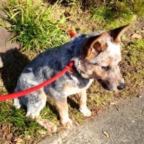 PEANUT, an adoptable Australian Cattle Dog / Blue Heeler in Point Richmond, CA, 94801 | Photo Image 3