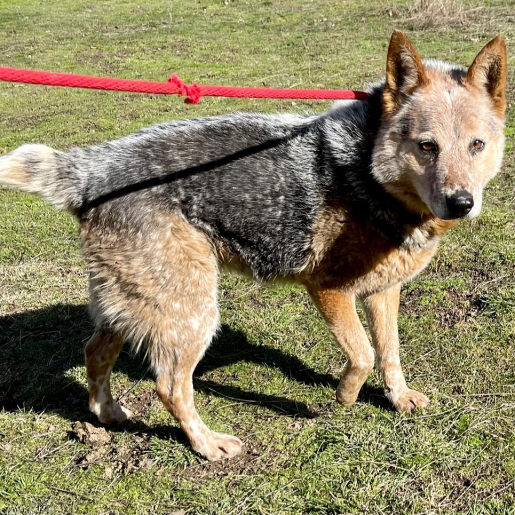 PEANUT, an adoptable Australian Cattle Dog / Blue Heeler in Point Richmond, CA, 94801 | Photo Image 3