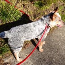 PEANUT, an adoptable Australian Cattle Dog / Blue Heeler in Point Richmond, CA, 94801 | Photo Image 5