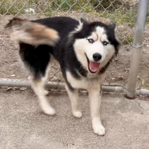 ALMA, an adoptable Husky in Point Richmond, CA, 94801 | Photo Image 1