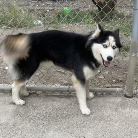 ALMA, an adoptable Husky in Point Richmond, CA, 94801 | Photo Image 2