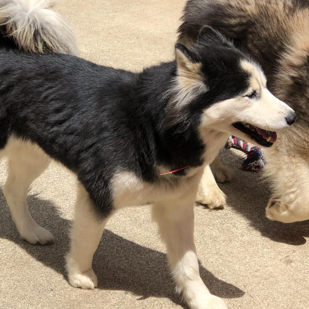 ALMA, an adoptable Husky in Point Richmond, CA, 94801 | Photo Image 2