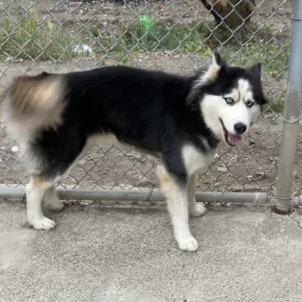 ALMA, an adoptable Husky in Point Richmond, CA, 94801 | Photo Image 3