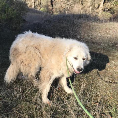 SAVANNAH, an adoptable Great Pyrenees in Point Richmond, CA, 94801 | Photo Image 1