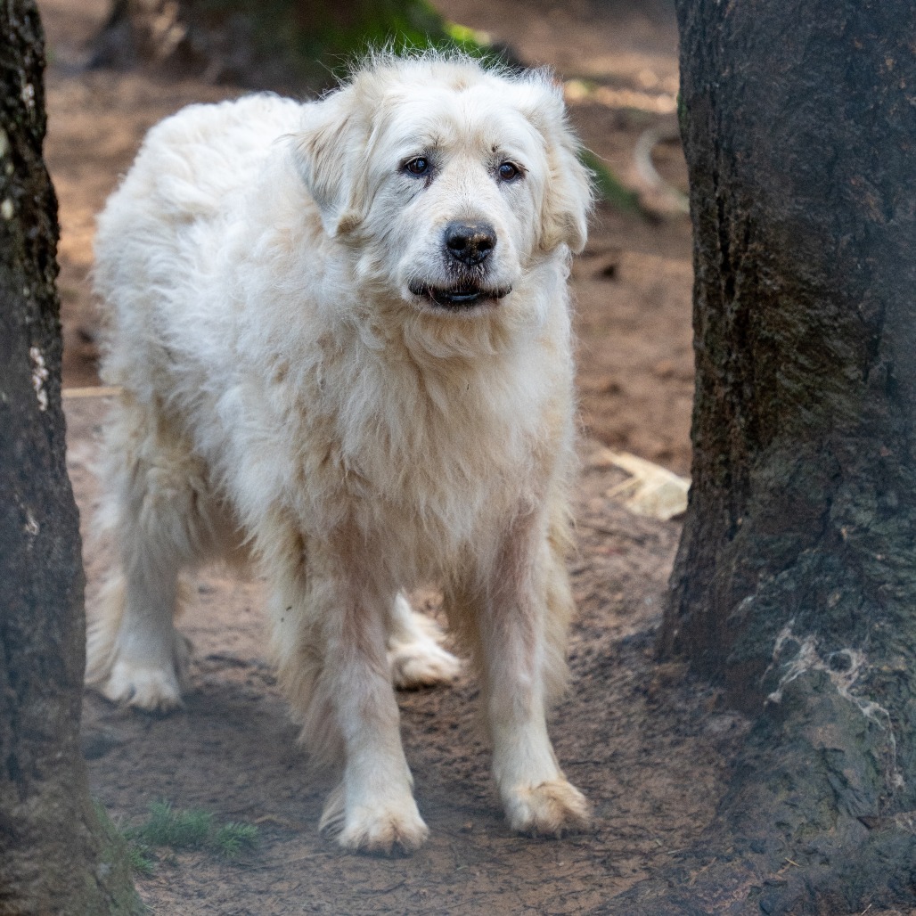 SAVANNAH, an adoptable Great Pyrenees in Point Richmond, CA, 94801 | Photo Image 1