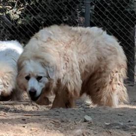 SAVANNAH, an adoptable Great Pyrenees in Point Richmond, CA, 94801 | Photo Image 2