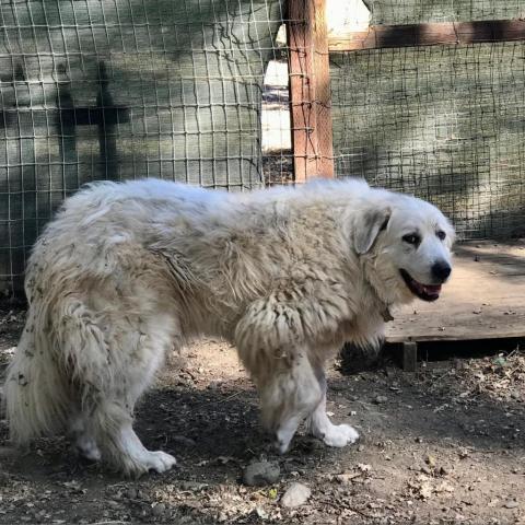 SAVANNAH, an adoptable Great Pyrenees in Point Richmond, CA, 94801 | Photo Image 3