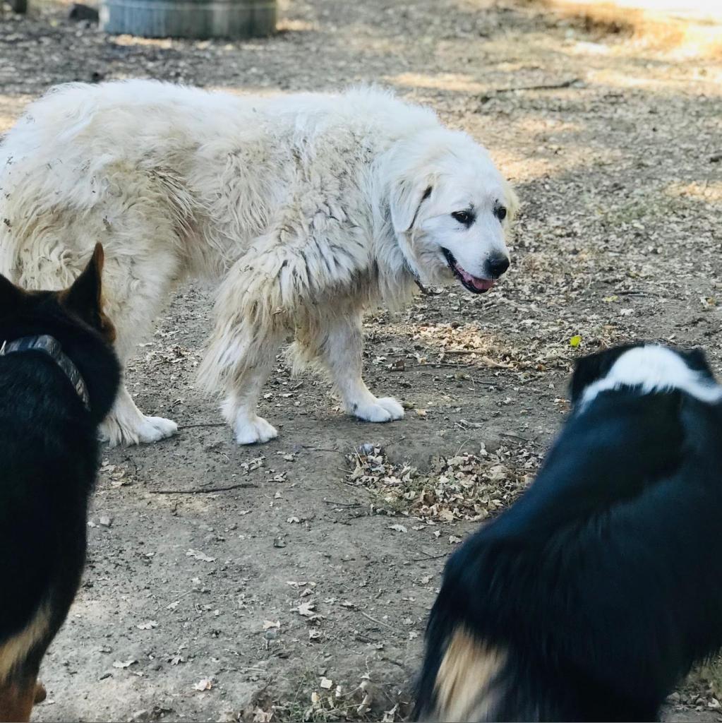 SAVANNAH, an adoptable Great Pyrenees in Point Richmond, CA, 94801 | Photo Image 3