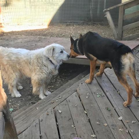 SAVANNAH, an adoptable Great Pyrenees in Point Richmond, CA, 94801 | Photo Image 4