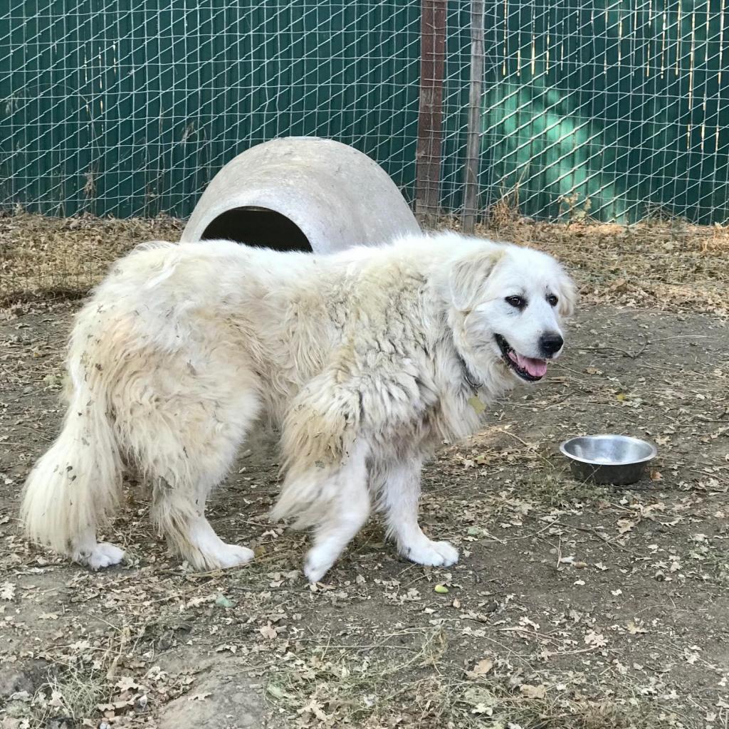 SAVANNAH, an adoptable Great Pyrenees in Point Richmond, CA, 94801 | Photo Image 4