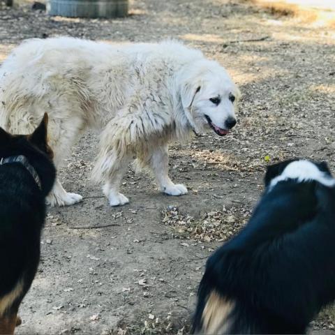 SAVANNAH, an adoptable Great Pyrenees in Point Richmond, CA, 94801 | Photo Image 6