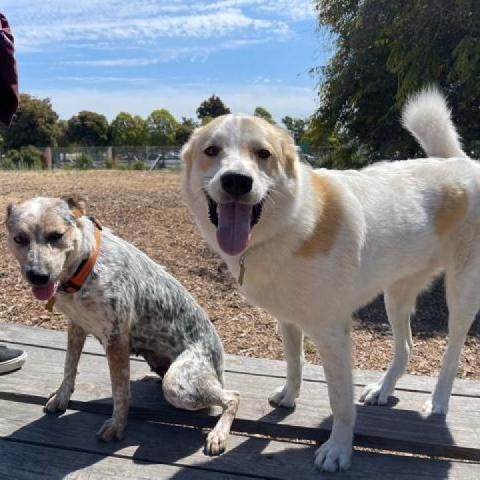 ODIE, an adoptable Great Pyrenees, Cattle Dog in Point Richmond, CA, 94801 | Photo Image 1