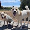 ODIE photo 1