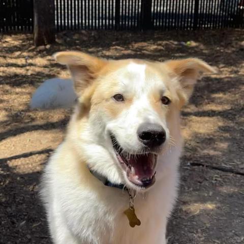 ODIE, an adoptable Great Pyrenees, Cattle Dog in Point Richmond, CA, 94801 | Photo Image 2