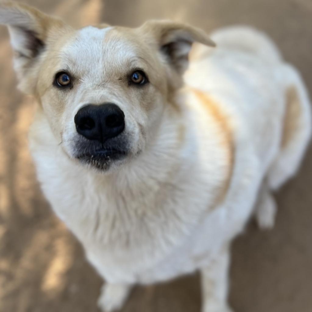 ODIE, an adoptable Great Pyrenees, Cattle Dog in Point Richmond, CA, 94801 | Photo Image 2