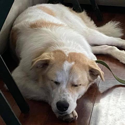 ODIE, an adoptable Great Pyrenees, Cattle Dog in Point Richmond, CA, 94801 | Photo Image 3