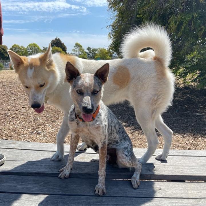 ODIE, an adoptable Great Pyrenees, Cattle Dog in Point Richmond, CA, 94801 | Photo Image 3