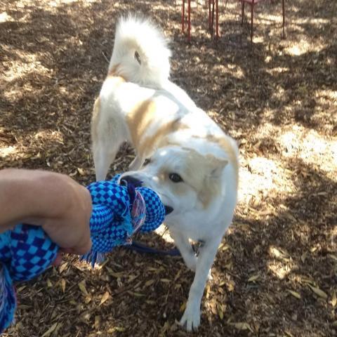 ODIE, an adoptable Great Pyrenees, Cattle Dog in Point Richmond, CA, 94801 | Photo Image 4