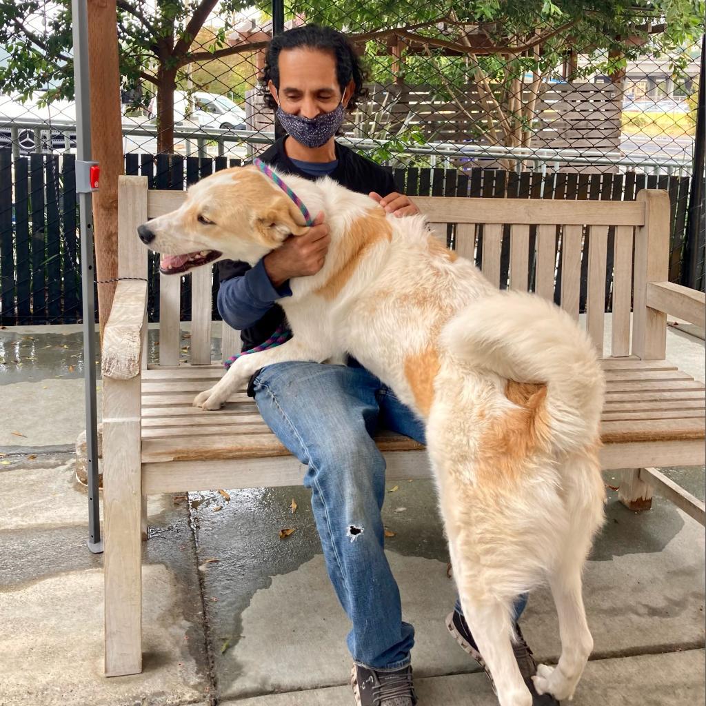 ODIE, an adoptable Great Pyrenees, Cattle Dog in Point Richmond, CA, 94801 | Photo Image 4