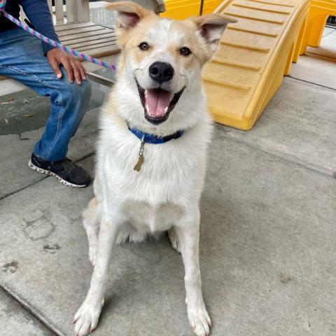 ODIE, an adoptable Great Pyrenees, Cattle Dog in Point Richmond, CA, 94801 | Photo Image 5