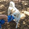 ODIE photo 6
