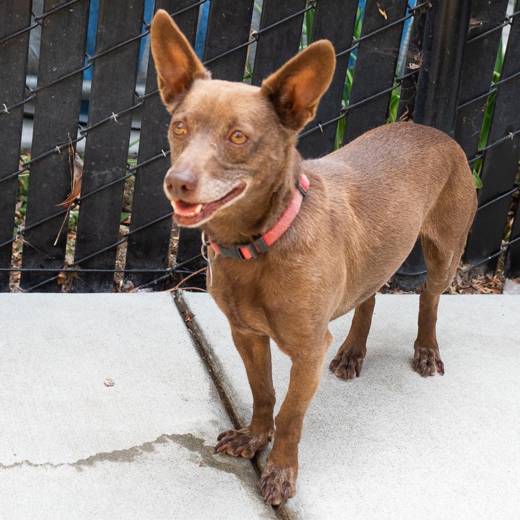 WALLACE bonded to GROMIT, an adoptable Chihuahua, Terrier in Point Richmond, CA, 94801 | Photo Image 1