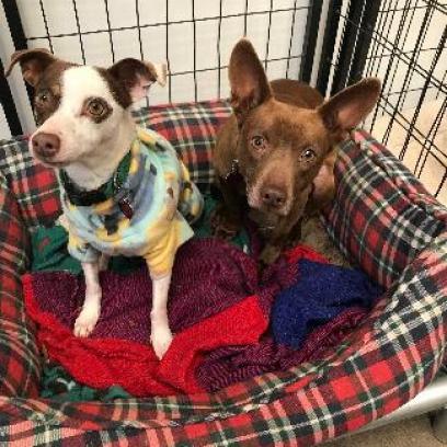 WALLACE bonded to GROMIT, an adoptable Chihuahua, Terrier in Point Richmond, CA, 94801 | Photo Image 5