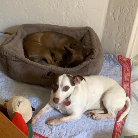 WALLACE bonded to GROMIT, an adoptable Chihuahua, Terrier in Point Richmond, CA, 94801 | Photo Image 6