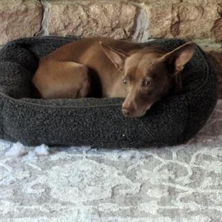 WALLACE bonded to GROMIT, an adoptable Chihuahua, Terrier in Point Richmond, CA, 94801 | Photo Image 6