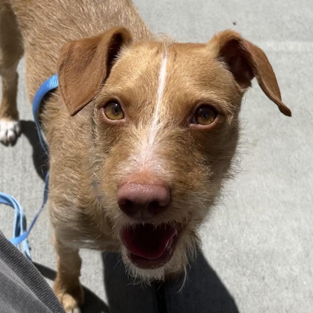 ROSCO, an adoptable Norfolk Terrier in Point Richmond, CA, 94801 | Photo Image 1