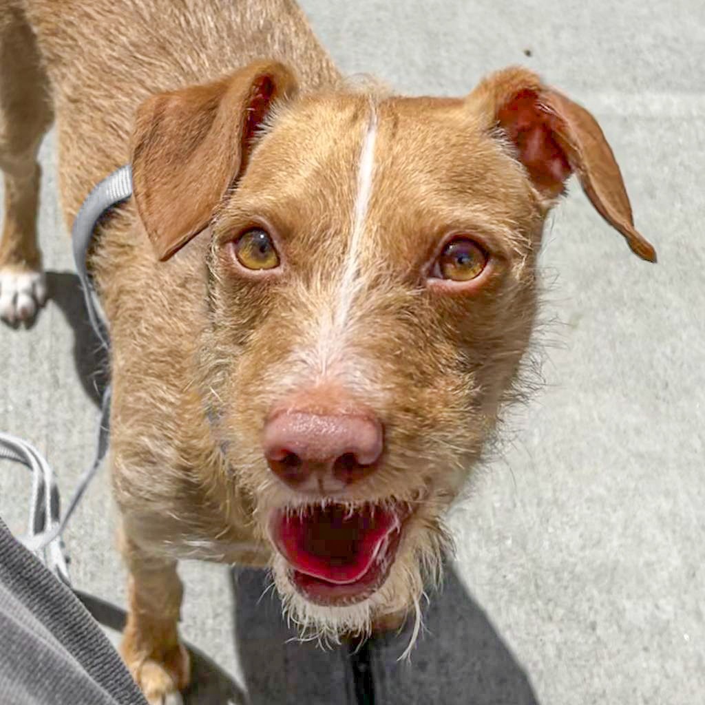 ROSCO, an adoptable Norfolk Terrier in Point Richmond, CA, 94801 | Photo Image 1