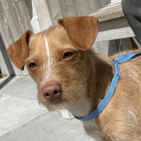 ROSCO, an adoptable Norfolk Terrier in Point Richmond, CA, 94801 | Photo Image 2