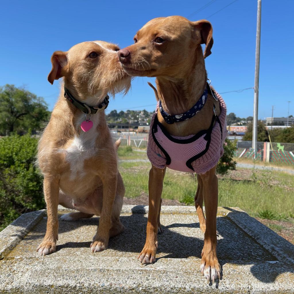 ROSCO, an adoptable Norfolk Terrier in Point Richmond, CA, 94801 | Photo Image 2