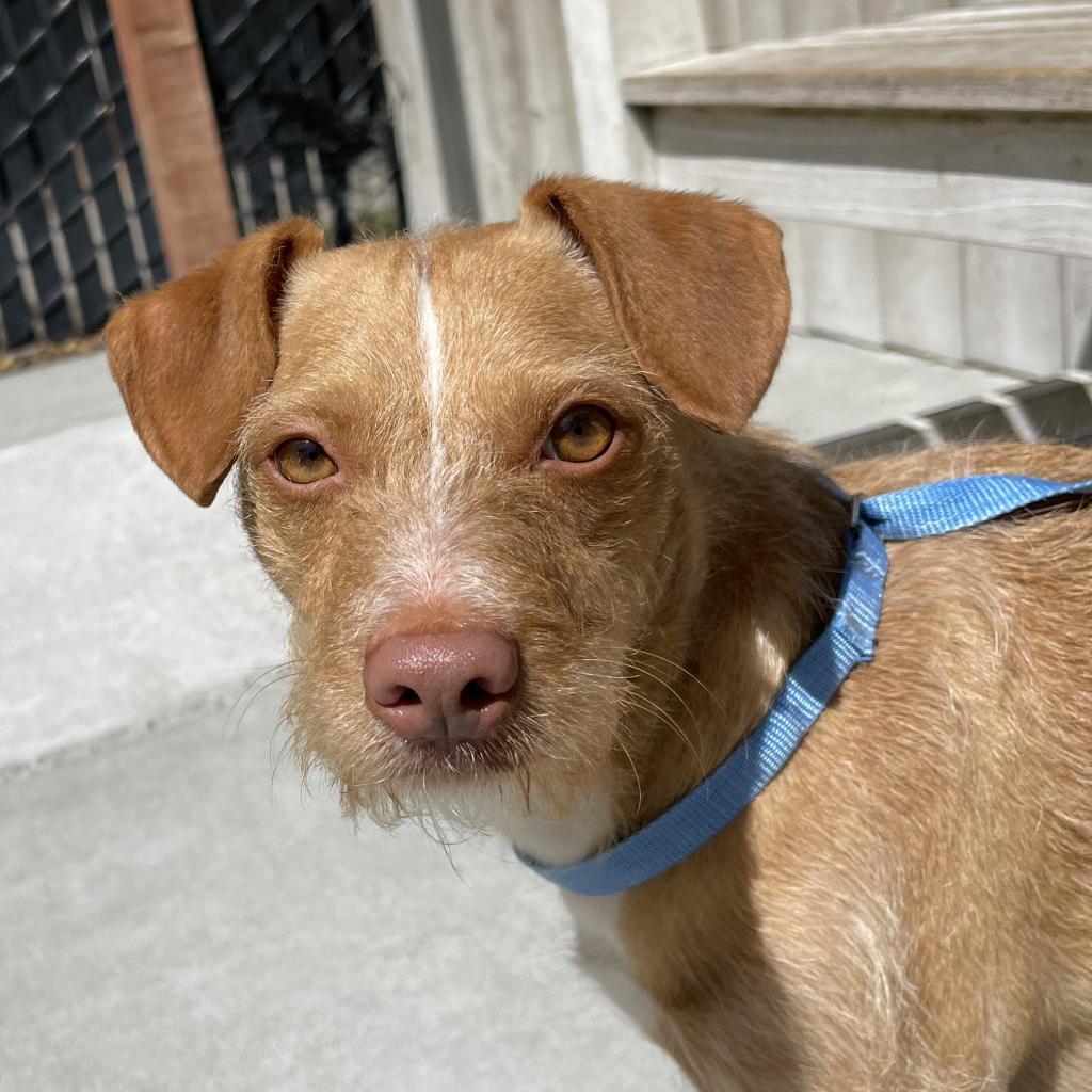 ROSCO, an adoptable Norfolk Terrier in Point Richmond, CA, 94801 | Photo Image 2