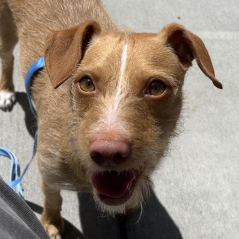 ROSCO, an adoptable Norfolk Terrier in Point Richmond, CA, 94801 | Photo Image 3