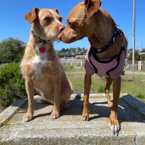 ROSCO, an adoptable Norfolk Terrier in Point Richmond, CA, 94801 | Photo Image 4