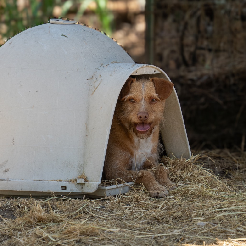 ROSCO, an adoptable Norfolk Terrier in Point Richmond, CA, 94801 | Photo Image 6