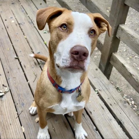 SANDWICH, an adoptable Labrador Retriever in Point Richmond, CA, 94801 | Photo Image 1