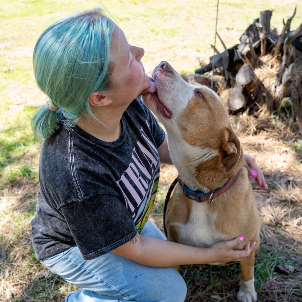 SANDWICH, an adoptable Labrador Retriever in Point Richmond, CA, 94801 | Photo Image 2